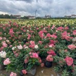 Hortenzia metlinatá (Hydrangea paniculata) ´VANILLE FRAISE´® - výška 20-30 cm, kont. C2L